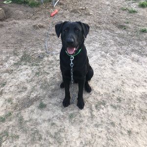 Meet your Posher, Brye